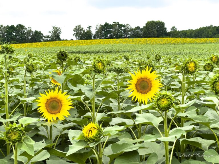 元気パワー溢れるひまわりの里