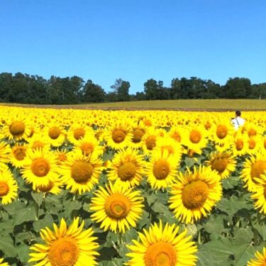 Hari ini (21/7) kami latihan dengan 13 orang. Kuncinya adalah mendapatkan ritme. Itu adalah “Tomat Tomat Tomat Tomat…” ❣️ [Paduan Suara Bunga Matahari Kota Hokuryu]