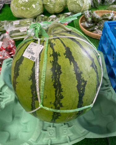 今日の初お目見えは、縞王の大玉西瓜 10キロ以上もある大きな西瓜 🍉🍉🍉【みのりっち北竜】