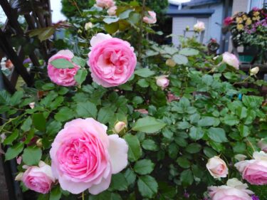 北竜町長 佐野豊 活動報告・7月6日（水）７月定例課長会議