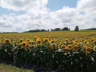 わが町北竜町「ひまわりの里」のひまわりが開花してきました。見頃は、天候にもよりますが例年８月の上旬までです。是非、元気なひまわりを見にお越しください【北興建設】