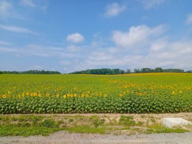 Bugünkü "Günəbaxan kəndi". İlk fotoda turizm mərkəzinin yaxınlığında çiçəklər açılmağa başlayıb. [Hokko İnşaat]