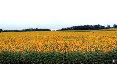Himawari Köyü, Hokuryu Kasabası [Köri Çorbası, Tanaka-san @ Himawari Turist Merkezi]