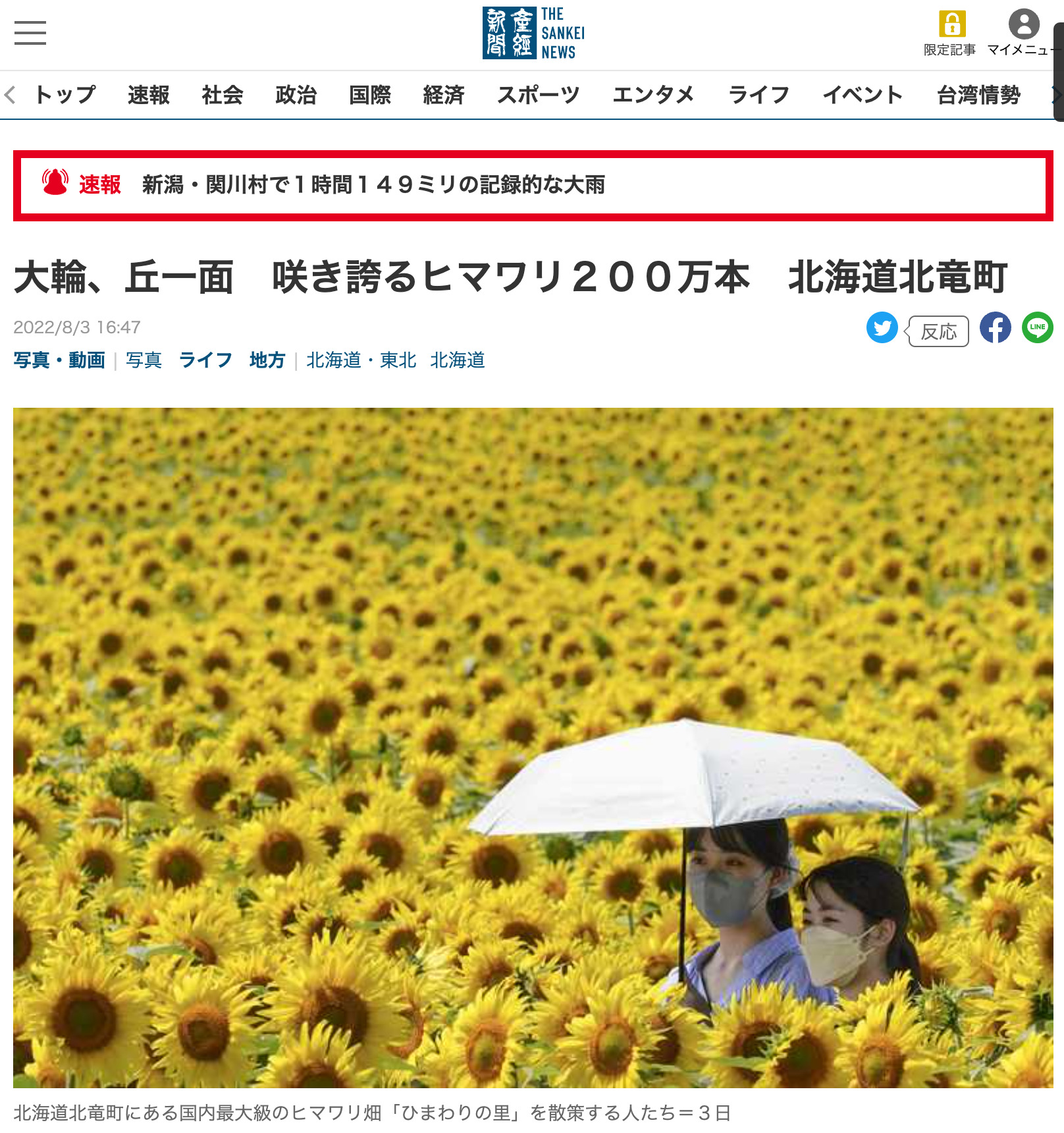 産経新聞・THE SANKEI NEWSに、「大輪、丘一面　咲き誇るヒマワリ２００万本　北海道北竜町（8月3日）」