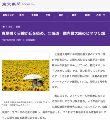 真夏咲く日輪が丘を染め、北海道　国内最大級のヒマワリ畑【東京新聞・TOKYO Web】