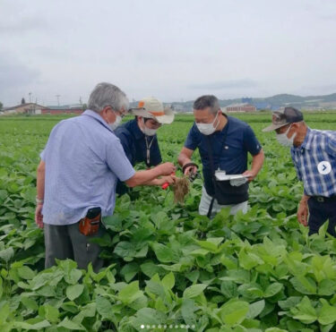 北竜地区では月曜日、普及センターの方との畑の巡回でした。100センチくらいになっていました。花が咲いている畑もあり、順調に育っているようです ✨【黒千石事業協同組合】
