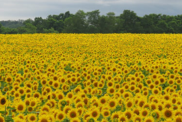 🌻 ひまわり畑について現在見頃を迎えております。たくさんの皆様のご来場をお待ちしております【北竜町ひまわり観光協会】