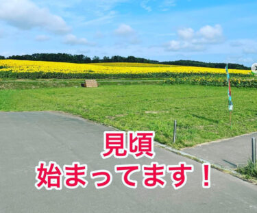 只今、咲きまくってますよー 🌻 北竜町ひまわりまつり 🌻【タワワ商会・深川】