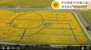 【動画】圧巻　200万本のヒマワリ満開　巨大迷路を上から眺めると…「晴れ」の文字　北海道北竜町【TBS NEWS DIG】