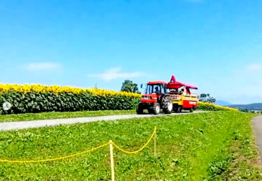 ひまわりの里へ行ってきました！今が本当に見頃です！近年にないくらい素晴らしい黄色の海です！ 地元民も感動するくらいです【黒千石事業協同組合】