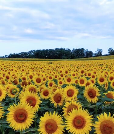 【動画】北竜町ひまわりの里【スープカレーの田中さん＠ひまわり観光センター】