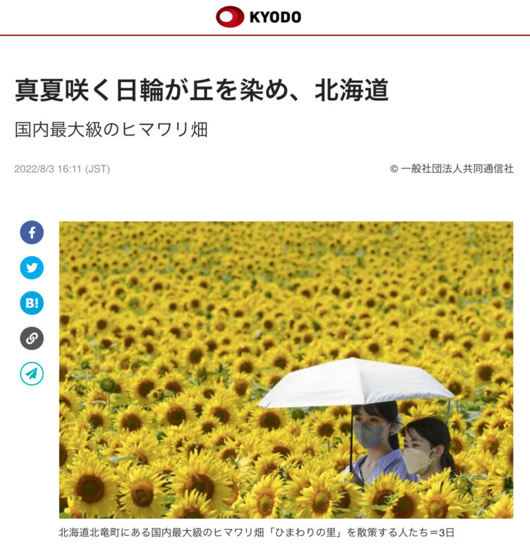 真夏咲く日輪が丘を染め、北海道【共同通信】