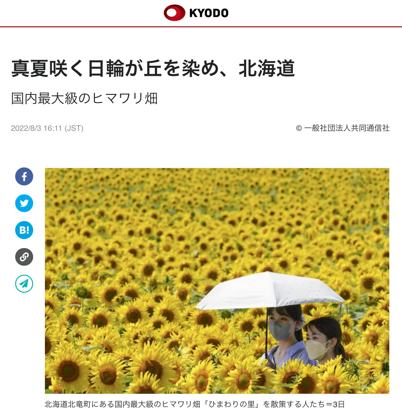 真夏咲く日輪が丘を染め、北海道【共同通信】