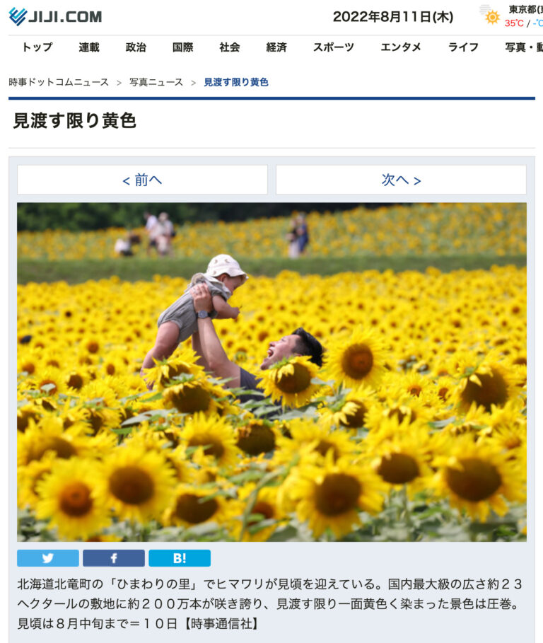 北海道北竜町の「ひまわりの里」見渡す限り黄色【時事通信社】