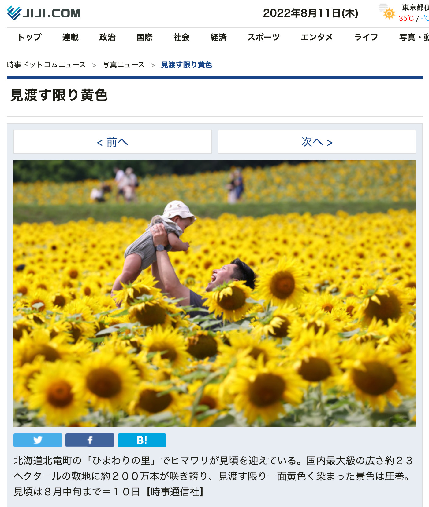 北海道北竜町の「ひまわりの里」見渡す限り黄色【時事通信社】