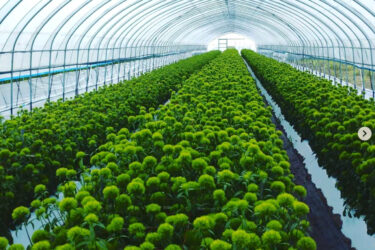 6月に定植した「てまり草」の採花をまもなく始めます【永の森活動組織（加藤宰 代表）】