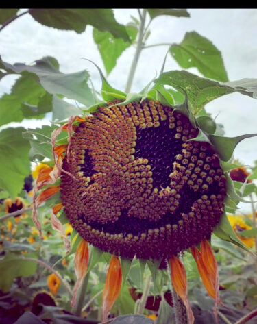 8/14（日）で終了しました。たくさんのご来店ありがとうございました。8/19（金）より 札幌市白石区のお店、営業再開です【スープカレーの田中さん＠ひまわり観光センター】