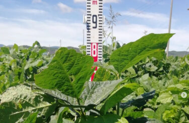 今週の黒千石大豆畑です。黒千石大豆は花も終わり、小さい鞘がたくさんついていました！【黒千石事業協同組合】