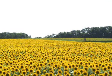 36वां सूरजमुखी महोत्सव 21 अगस्त को संपन्न हुआ। महोत्सव में आए सभी लोगों का बहुत-बहुत धन्यवाद। [होकुर्यु टाउन सूरजमुखी पर्यटन संघ]