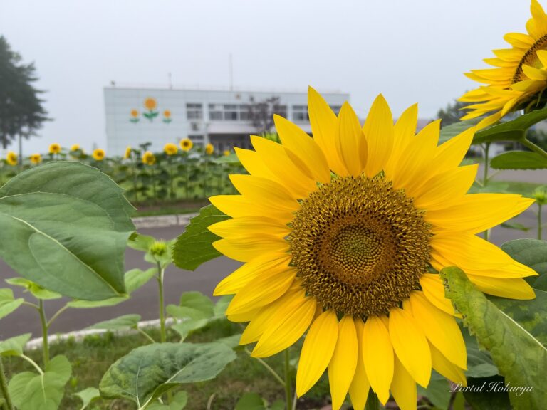 真竜小学校の花壇に咲く可愛いひまわりさん