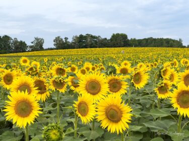 元気パワー全開の偉大なるひまわりさん・8月1日（月）2022年