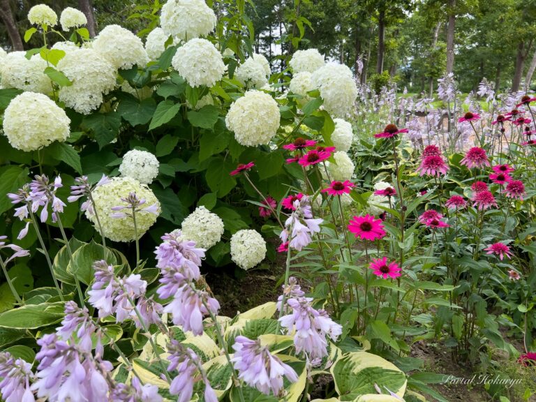 白い輝きに彩りを添えて