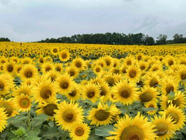 渾身の力を振り絞って咲き誇るひまわりさん達・8月8日(月)2022年