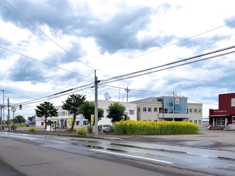 役場庁舎の花壇に咲くひまわりさん