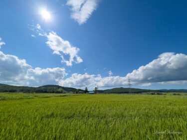 Takada Yukiyoshi'nin (Hokuryu Town) quru əkin düyü "Emimaru" yetişmə dövründə inanılmaz artım göstərir!