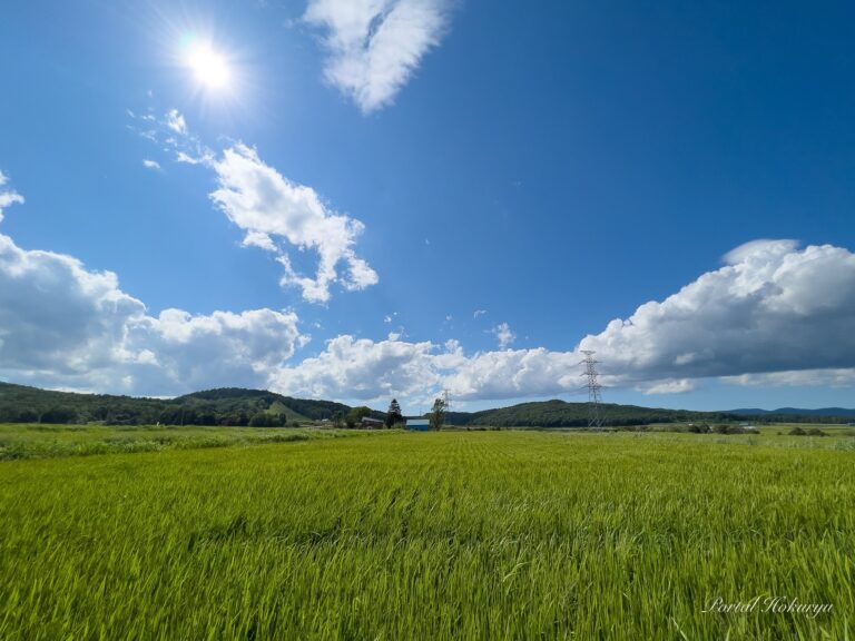登熟期の「えみまる」くん