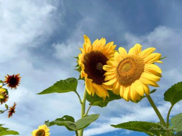 Yay səmasının altında Günəbaxan Kəndi, 12 Avqust (Cümə) 2022