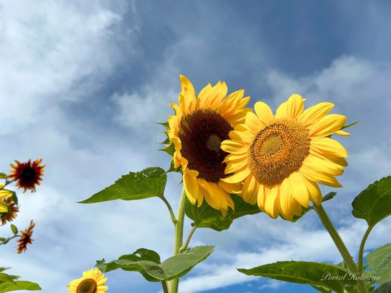 偉大なるひまわりさんに平和の祈りと感謝をこめて！