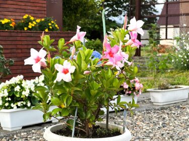 Ağ Şemsiyeli Xanım "Günəş çətiri" təmiz atmosferində güc yayan gözəl çiçəkdir.