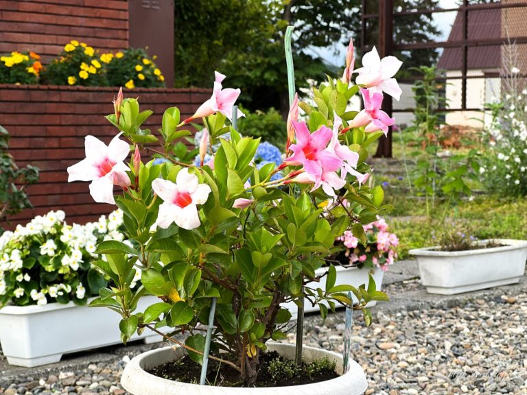 白い日傘の貴婦人の花「サンパラソル」