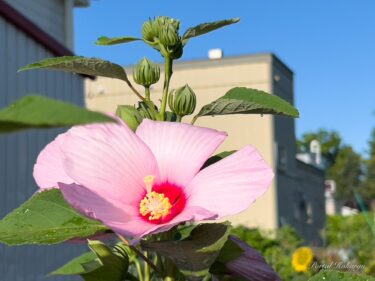 生命のエネルギーがあふれる華麗なる花「ムクゲ」