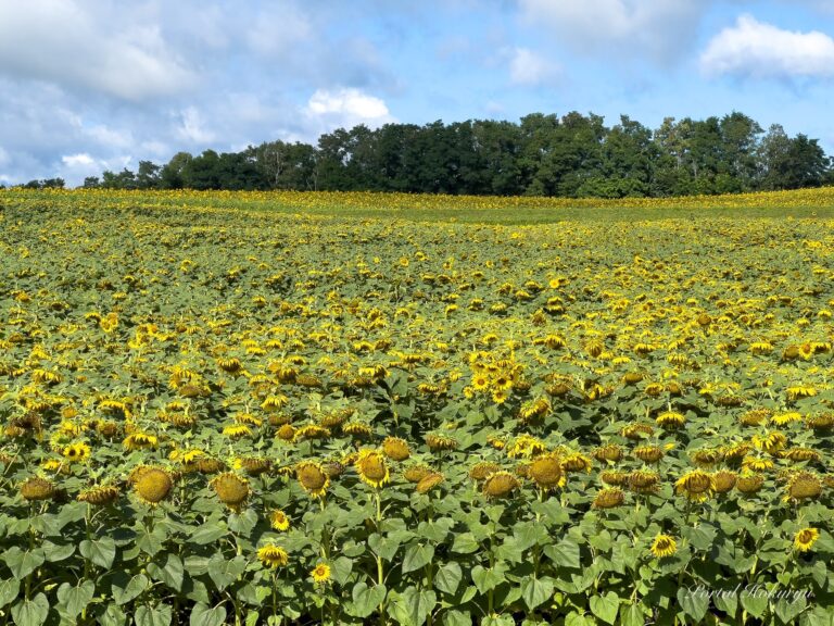 ひまわりさん、素敵な感動をありがとう！