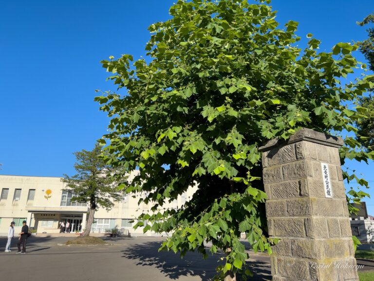 哲学の木「プラタナス」