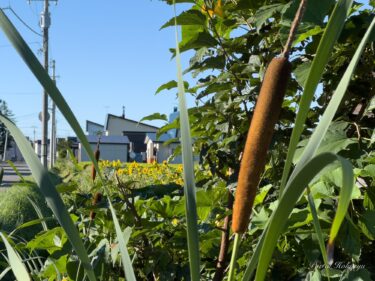 慈愛に満ちた多年草「蒲（がま）」