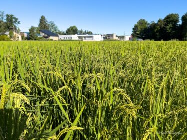 Tombul pirinç kulakları
