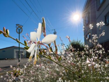 風に舞う花「ガウラ（白蝶草）」