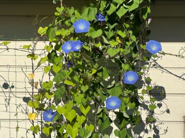 心和む夏花たちに、心からの感謝をこめて!!!