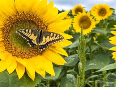 Desa Sunflower, tempat pekerjaan pembukaan lahan telah dimulai, Rabu 24 Agustus 2022.