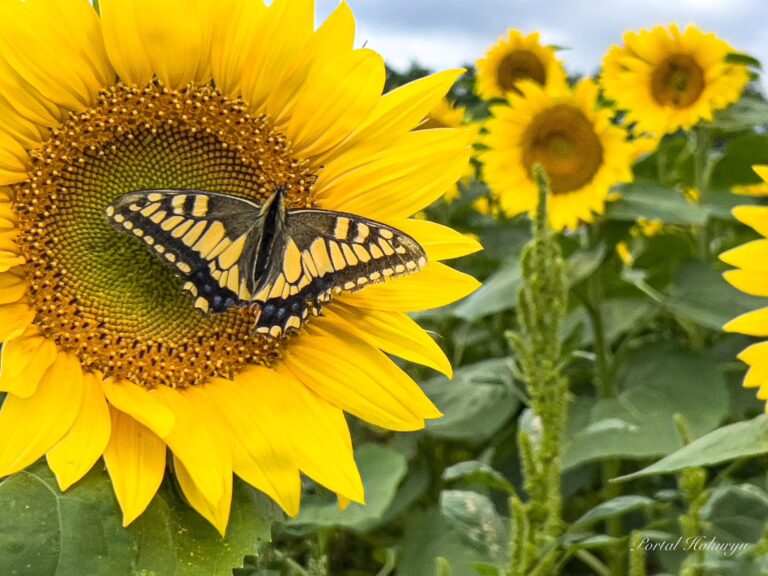 ひまわりとキアゲハ