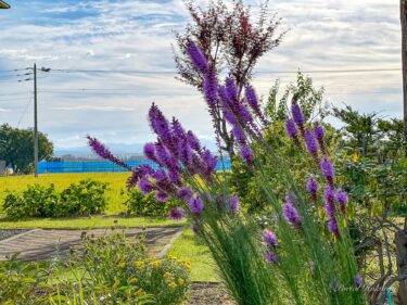 秋風に揺れる「リアトリス」