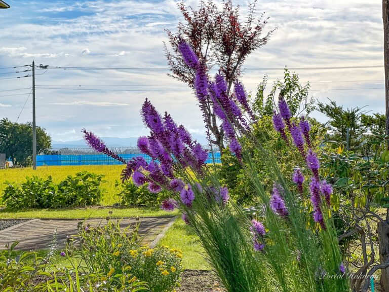 秋風に揺れる「リアトリス」