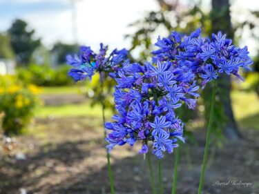高貴で神秘な夏花「ムラサキクンシランン（アガパンサス）」