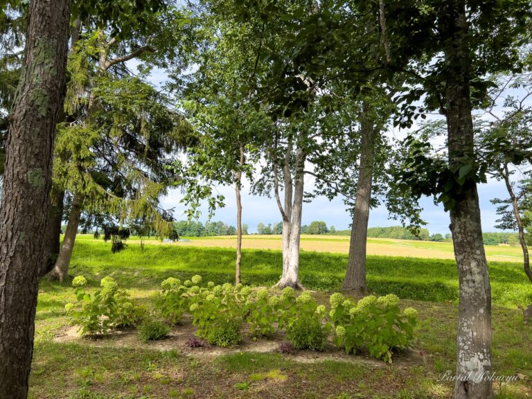 秋の装い「ノンノの森」