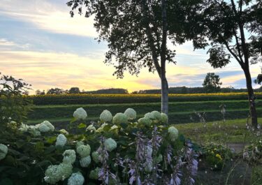 Sehrli saatı tutmaq üçün Günəbaxan Kəndinə getdim 😊 İlk dəfə belə vahid günəbaxan tarlasını görürəm 🥰 Meşədən görünən günəbaxan sahəsi də gözəldir [Hokuryu Town Günəbaxan Xoru]