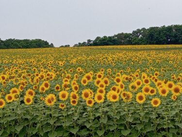 今日（8/1）の「ひまわりの里」です。1枚目、観光センター近くです、かなり開花してきました。今週末には見頃を迎えそうです【北興建設】