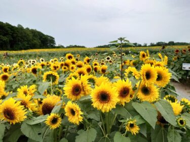 北竜町長 佐野豊 活動報告・8月1日（月）町長部局課長等ミーティング、ひまわりオイルサミット打合せ、財界さっぽろオフタイム取材、桜岡町内会・吉成友治氏 通夜参列